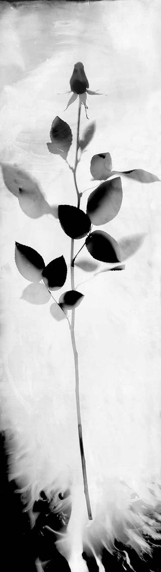 Bud by Tomy Ceballos