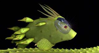 Oasis Fish by Tomy Ceballos