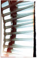 Brush by Rowena Dugdale