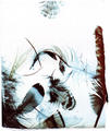 Feathers by Rowena Dugdale