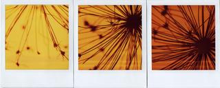 Polaroids Pods Three by Rowena Dugdale