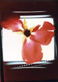 Rose by Rowena Dugdale