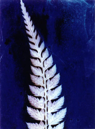 Fern by Rowena Dugdale