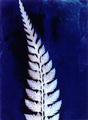 Fern by Rowena Dugdale