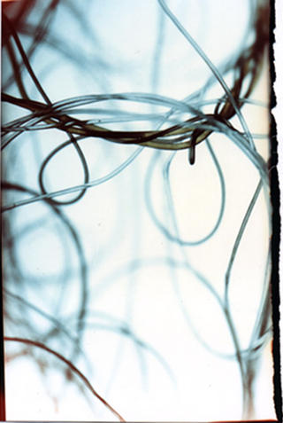 Fishing Line by Rowena Dugdale
