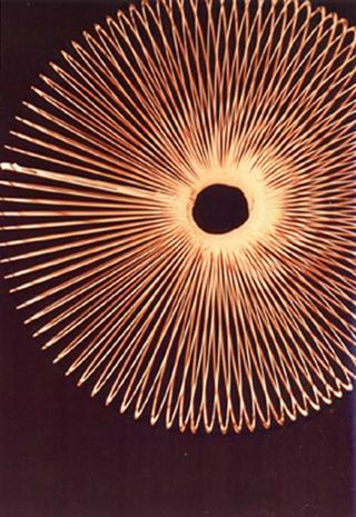 Slinky by Rowena Dugdale
