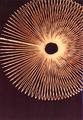 Slinky by Rowena Dugdale