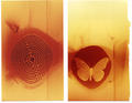 The Maze & The Butterfly by Rowena Dugdale