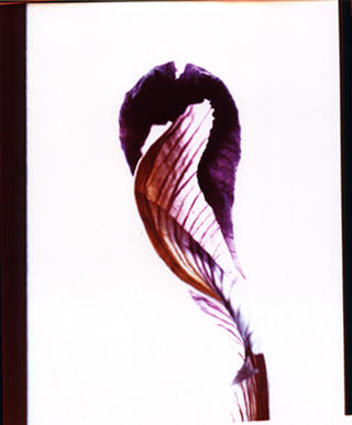 Iris by Rowena Dugdale