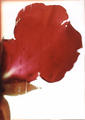 Petal 2 by Rowena Dugdale