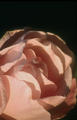 La Rosa de Javier Sanz