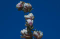 Camelia de Javier Sanz