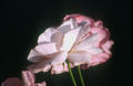 Las Rosas de Javier Sanz