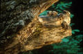 Reflejo del Flu&iacute;r del Agua de Javier Sanz