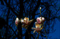 Flores y Sombras de Javier Sanz