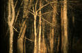 El Misterio y el Bosque de Javier Sanz