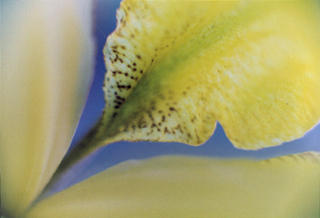 Iris by Marilyn Robertson