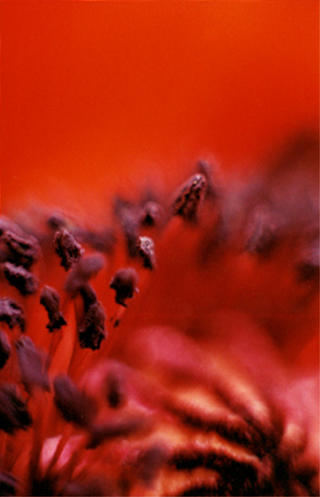 Poppy by Marilyn Robertson