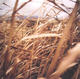 Blowing Grasses by Shelley Hill