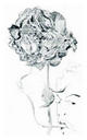 Pessimist Rose by Francesco Clemente