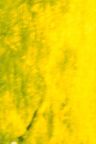 Un Arbre en Jaune (from the Series Paisajes Oscuros) by Jos&eacute; Andr&eacute;s Prieto
