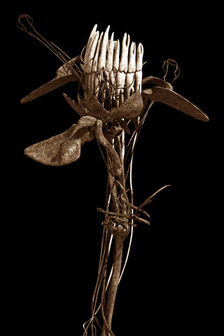 Botanical Osteopathy V by Emilio L&oacute;pez-Galiacho
