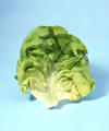 Les Biotoniques - Salade by Mattei