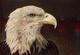 Eagle by Hong Khan