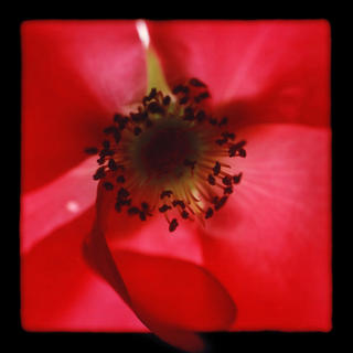 Roselip by Jo Holland