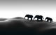 Parade by Paul Conroy