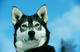 Alaskan Husky by Thomas Sbampato