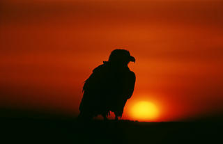 Bald Eagle Silhouette by Thomas Sbampato