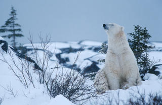 The Boss by Thomas Sbampato