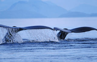 Whale Ballet by Thomas Sbampato