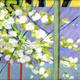 Spring by June Lisle