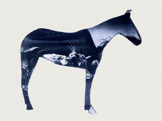 Horse by Ilias Selfati