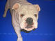 The Blue Time of my Dog by Javier Granados