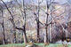Forest by Armando Aguiar