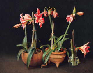 Amaryllis by F&eacute;lix Beristain