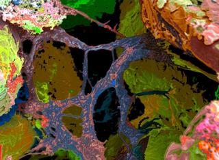 Reticulation by Cris Orfescu