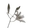 Flores de Carlos L&oacute;pez Martinez
