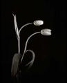 Tulipanes de Carlos L&oacute;pez Martinez