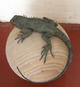 Iguana and Sphere by Hannah Holmes Stewart