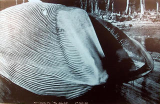 Power and Beauty No. 2 by Colin Self