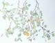 Untitled Flowers 06 by S. Headley van Campen