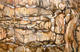 Wailing Wall by Moshe Paz