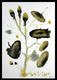 Flowers Series: Orfidias Patensis by Jaime S&aacute;nchez Alonso