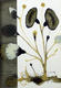Flowers Series: Escolopendras en Flor by Jaime S&aacute;nchez Alonso