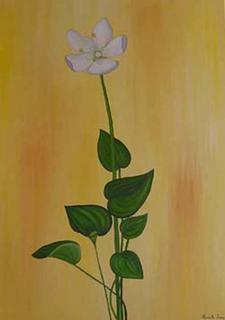 Parnassia Palastris by Marinella Owens