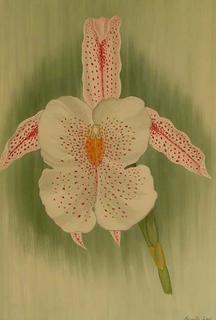 Trichopilia Gouldii by Marinella Owens